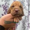 Bloodhound Puppies born April 21st