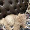 Persian cats looking for great homes