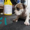 Exotic Bully Pups Available