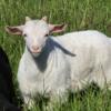Myotonic Fainting Goats