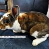 Mini Rex Rabbit Bunnies Available Now ~9 weeks old $25+