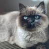 For Sale female Himalayan cat