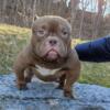 Micro exotic bully. Female and male