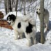 CKC wooly Siberian husky for sale