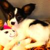 Papillon Beautiful Tricolor Female Available Now!