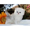 Chinchilla silver doll face persian kittens