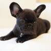 French Bulldogs/Frenchies