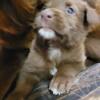 AKC Chocolate Female English Labrador Retriever Puppy