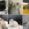 Adorable Young Adult Cats from Exotic Shorthair cattery!