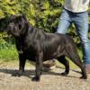 AKC Registered Cane Corso Puppies