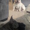 AkC registered Cream male french bulldog up for stud services