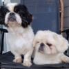 ADULT PEKINGESE AKC MALE/ CKC FEMALE REGUSTERED AND FULLY VETTED