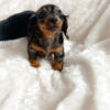 Miniature dachshund puppies long haired dapple and black and tan
