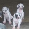 Great Dane puppies born on 02/11/24