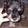 Schnauzers By Sammy CKC FEMALE /MALE  PUPPIES Availble