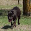 REDUCED AKC & ICCF - CANE CORSO PUPS READY NOW