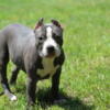 American Bully Pups up for grabs