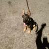 German Shepard 3 1/2 month old female for sale