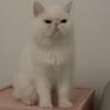 All white exotic shorthair male for adopt $300