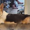 Relocating and Need to Rehome my Corgis