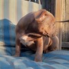 ABR Extreme Micro Exotic Bully Male 11wk old pup Blue Sable