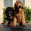 Chunky and Spunky AKC poodles ready to go California