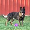 AKC German Shepherd Stud Dog Available Black Sable Family Companion and Protector Stud Service or Purchase!