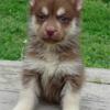 AKC AM Grand Champion Sired Female Siberian Husky puppies