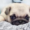 Get on our Pup-Dates Notify List! - Pug Puppies Ready in May and June!