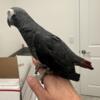 Really nice male African grey