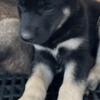 3 German Shepherd Pups For Sale/ 3 Cachorras Pastor Aleman a la Venta