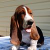 "Hound Ears Bassets" - Photos shown are for viewing only - Check back for Summer 2024 AKC Basset Hound Puppies in NC