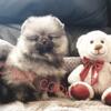 Gorgeous Teddy Bear Pomeranian Puppies for sale