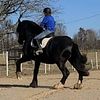 Friesian/Clydesdale Sporthorse Stud service