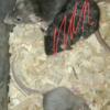 rats (pets & feeders)