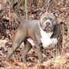 American Bully XL Open for Stud (HE IS NOT FOR SALE)