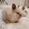 Bunny lionhead for sale (Sold)