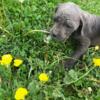 Cane Corso puppies looking for forever home