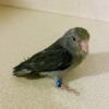 Sold_Double factor dark Turquoise female Parrotlet