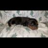 mini dachshund puppy