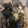 Skinny pigs- lots of different colors