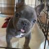 AKC - BLUE & TAN SMALL & COMPACT FRENCHIE