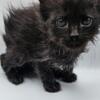 Fluffy Persian Mixed Kittens