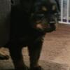 New Day Rottweilers puppies