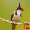 Red whiskered bulbuls - finch available