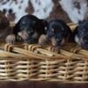 Adorable Chiweenies (3/4 dachshund) looking for a new family to love!