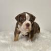 Chocolate Tri American Bully Puppy Ready For Forever Home