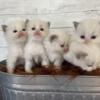 TICA Bicolor Ragdoll Kittens