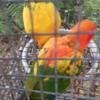 Sun conure red and normal