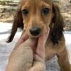 Mini dachshund boy long hair